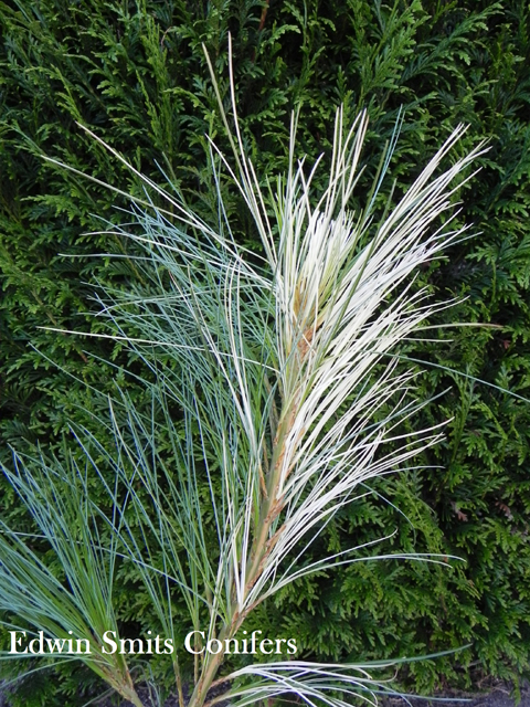 Pinus wallichiana 'Filips White Stripes'